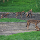 The Galveston canines